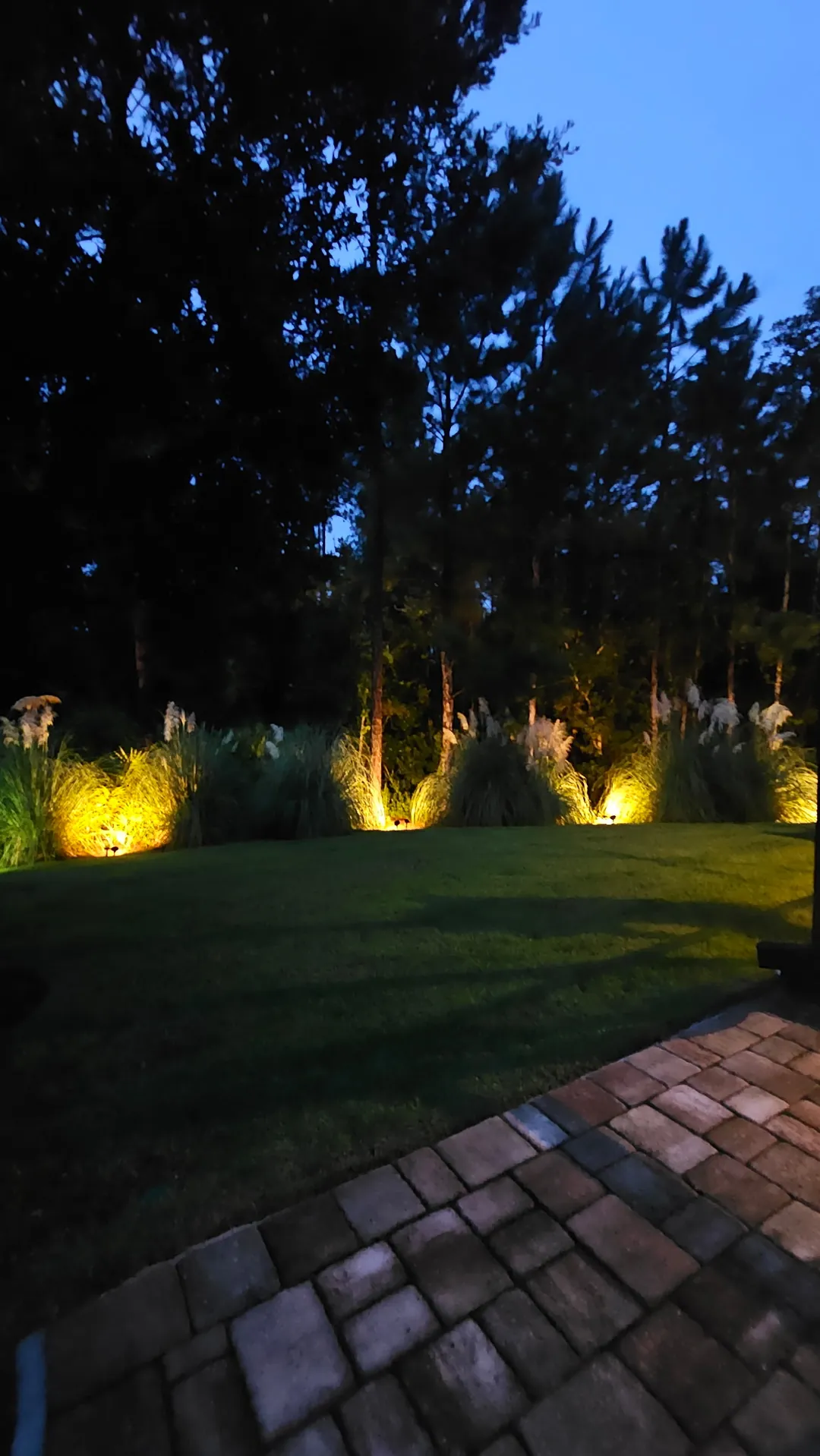Uplights through the ornamental grasses